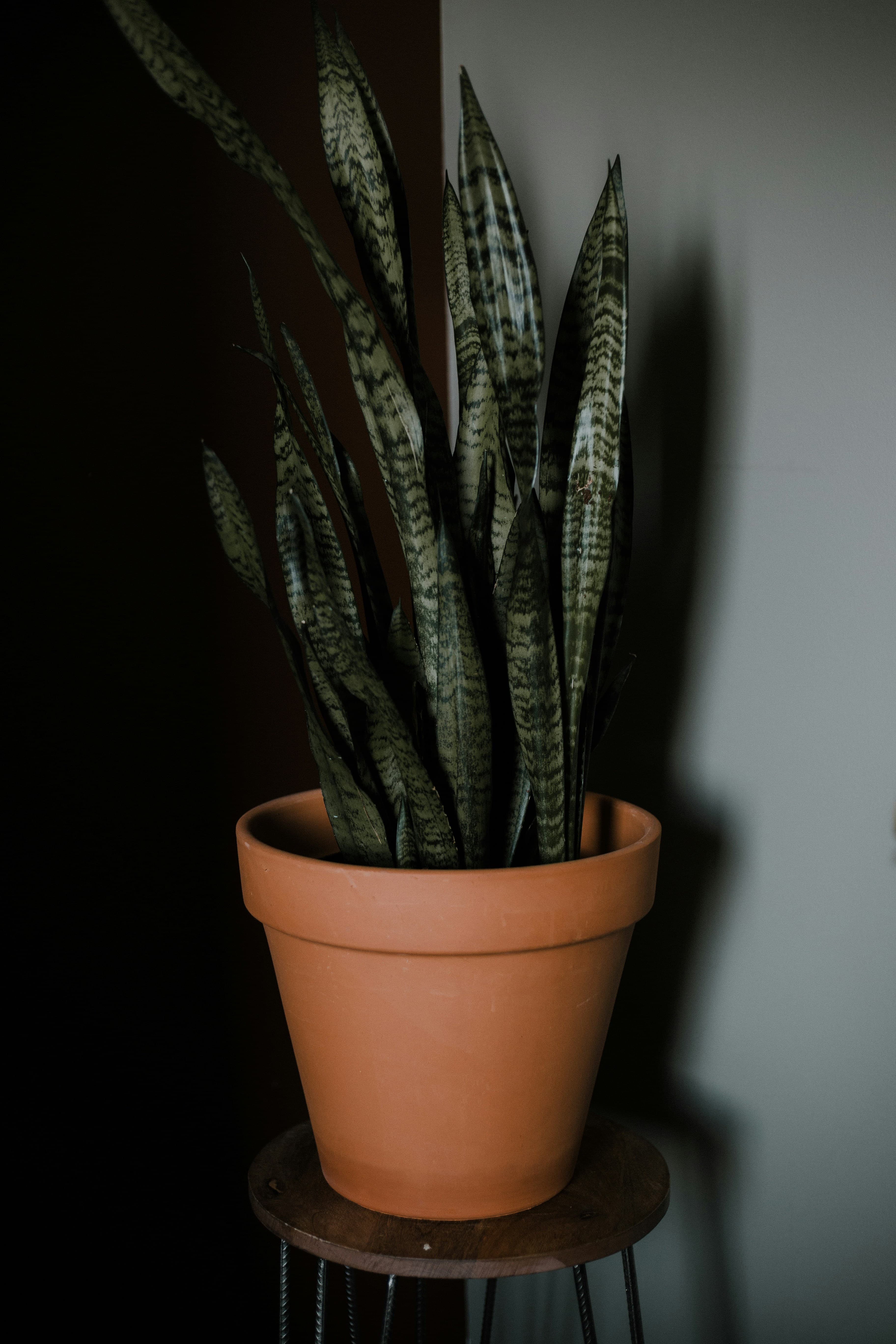 Plant